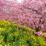 【速報】神奈川県足柄上郡松田町(東名 大井松田IC近く)にある松田山ハーブガーデンで河津桜見てきました