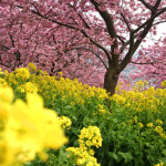 20150303日帰り旅行記2 ビーグルかえでちゃんと松田山の河津桜をたっぷり鑑賞