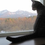 磐梯山と♀猫ハッピーちゃんの写真