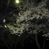 20140427車中泊旅行記19　福島県喜多方市にある道の駅「喜多の郷」で、夜のお花見しました